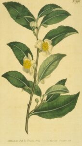 Image of Bohea Tea tree.